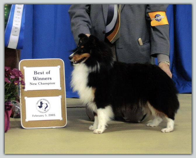 Ch. Kismet's Master Of The Game Sheltie Photograph