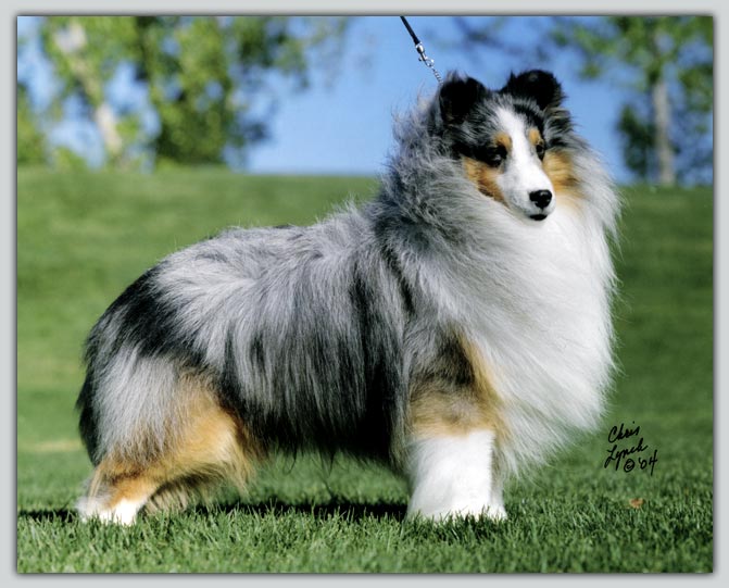 BISS Ch Kismet's A Walk In The Clouds' Sheltie Photograph