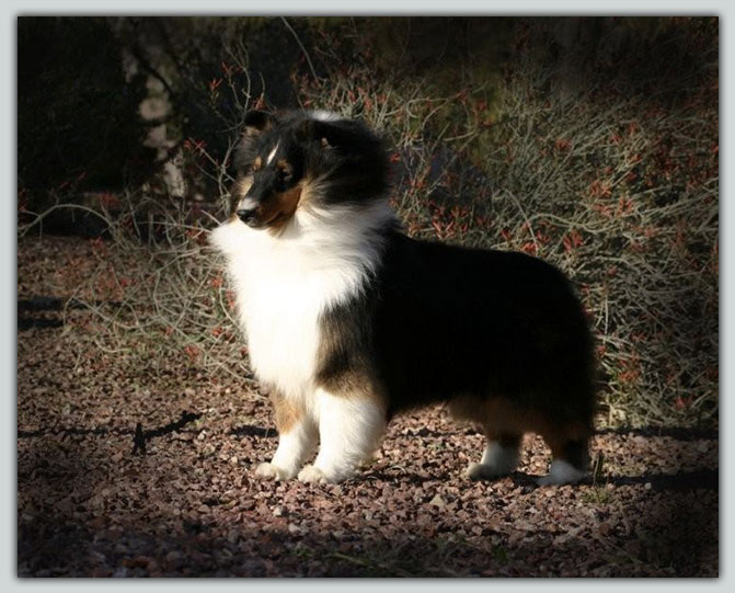 Kismet's Don't Mess With Texas Sheltie Photograph