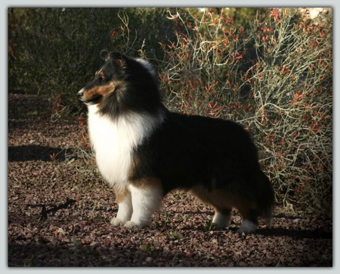 Kismet's Don't Mess With Texas Sheltie Photograph