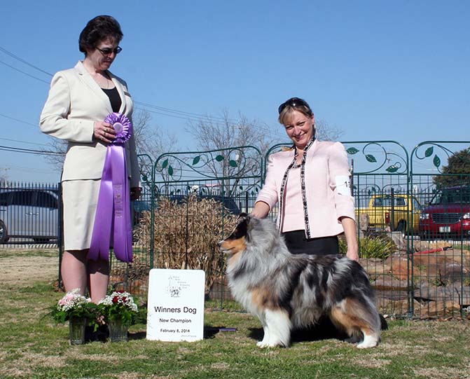 Kismet's Don't Mess With Texas Sheltie Photograph