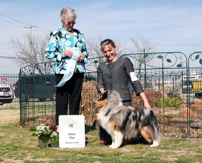 Kismet's Don't Mess With Texas Sheltie Photograph