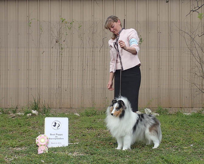 Ch. Kismet's Blue Heaven Sheltie Photograph