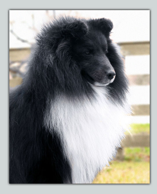 BISS Ch Kismet's Lasting Impression's Sheltie Photograph