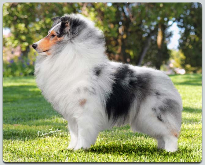 Champion Kismet's Grand Finale Sheltie Photograph