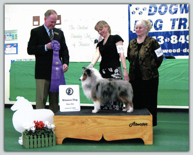 Ch. Kismet's Silver Classic's Sheltie Photograph