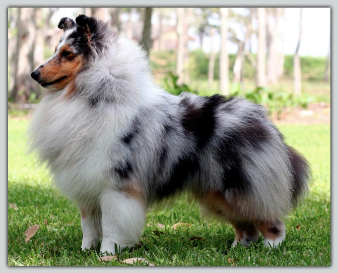 Kismet's Durango's Sheltie Photograph