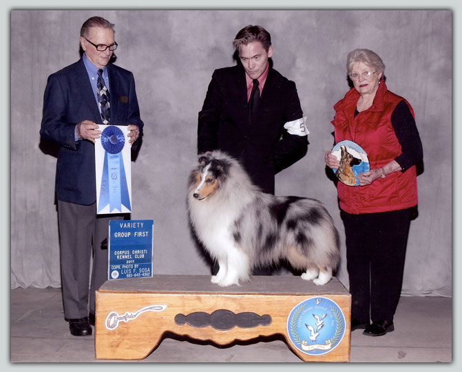 Kismet's Durango's Sheltie Photograph