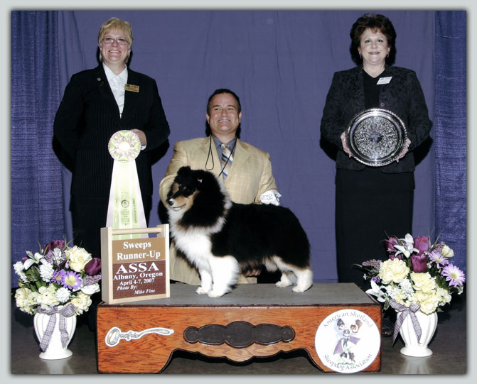 PaRay Perfecta Of Kismet Sheltie Photograph