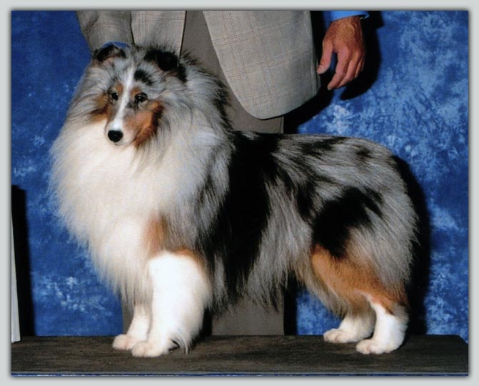 Ch. Kismet's Sundance Kid's Sheltie Photograph