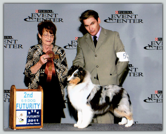 Kismet's Risky Business Sheltie Photograph