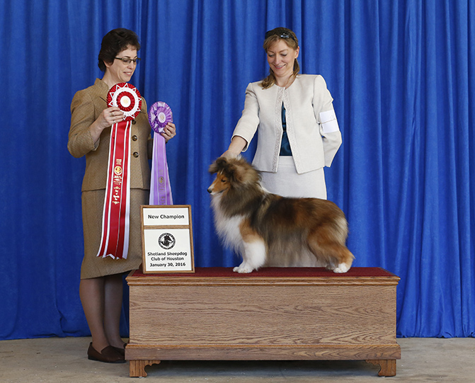 Ch. PaRays Kismet Mystere Sheltie Photograph