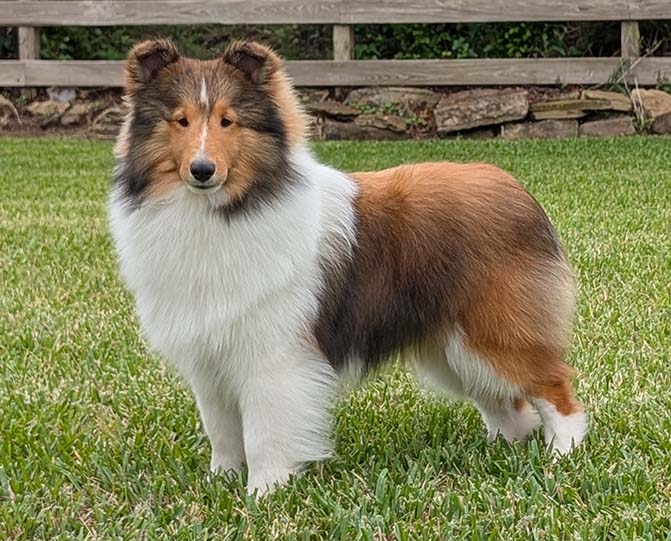 Vito