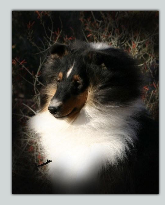 Kismet's Don't Mess With Texas Sheltie Photograph